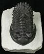 Beautiful Hollardops Mesocristata Trilobite #7146-2